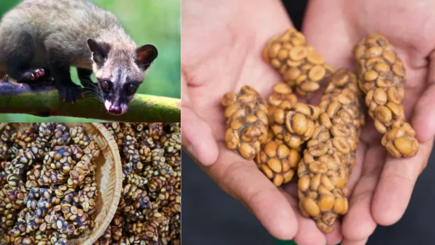 Kopi Luwak Nusantara